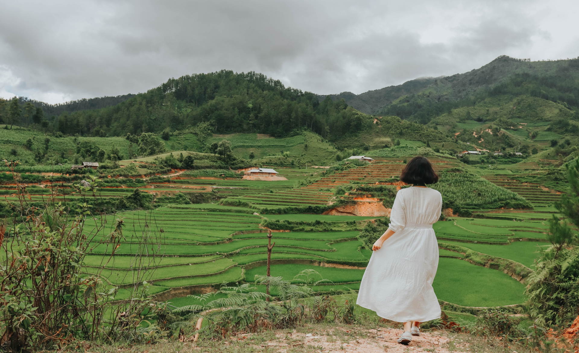 Sublime verdant terraced fields in northwestern Vietnam sublime verdant green terraced fields in northwestern vietnam
